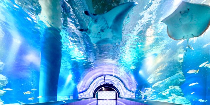 Maxell Aqua Park Tunnel