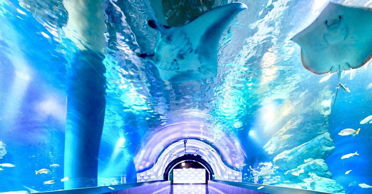 Neonode | Stories | Making Aquarium Magic With Holographic